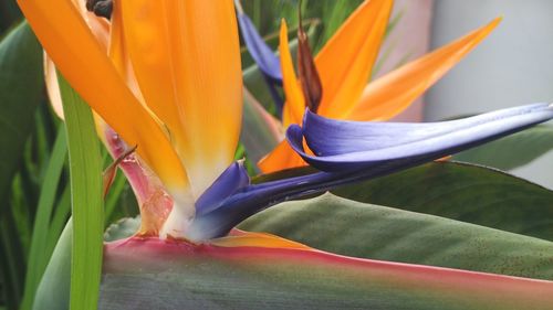 Close-up of orange flowering plant