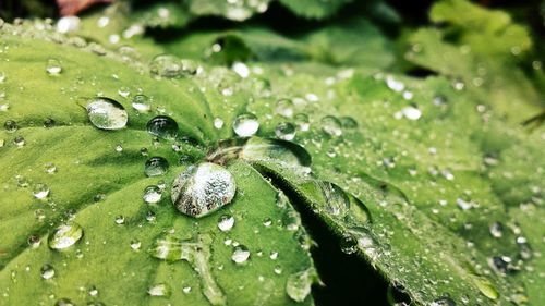 Close-up of water drops on leaf