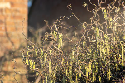 Close-up of plant on field during sunny day