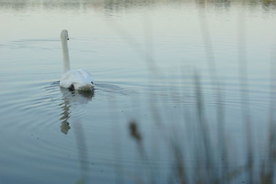 Swan swimming in lake