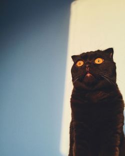 Close-up of cat sitting against wall