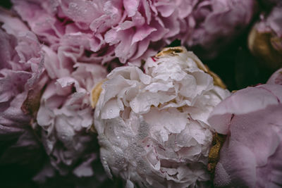 Close-up of wet pink flowering plant