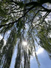 Low angle view of trees in forest against sky