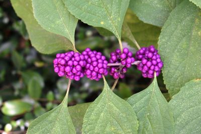 Close-up of purple berries growing on plant