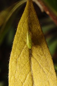 Close-up of insect on leaf