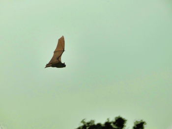 Low angle view of bird flying in sky