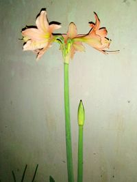 Close-up of white lily plant against wall