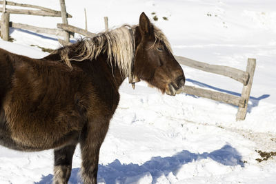 Bay horse with bell dangling in the snowy mountains in the port of pajares, leon