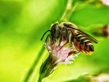 Close-up of insect on purple flower