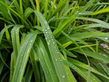 Close-up of wet plant leaves during rainy season