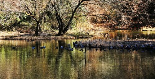 Reflection of trees in water