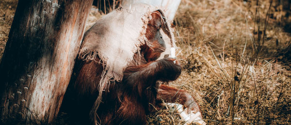 View of monkey on tree trunk