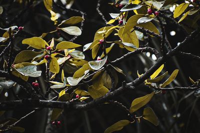 Close-up of leaves on tree