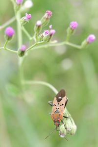 Close-up of butterfly pollinating on flower