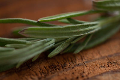 Close-up of rosemary on wood