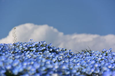 Close-up of white flowering plant against blue sky