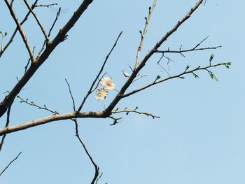 Low angle view of bird perching on bare tree against clear sky