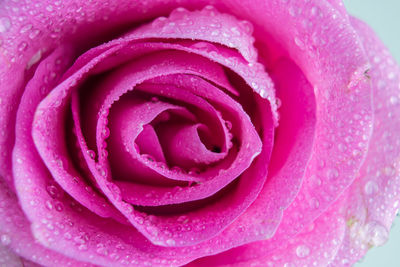 Close-up of wet pink rose