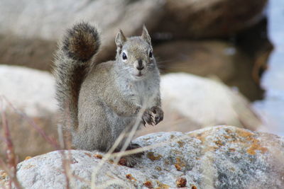 Squirrel on rock