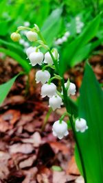 Close-up of white flowers