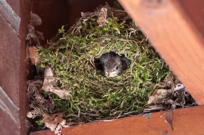 High angle view of bird on wood