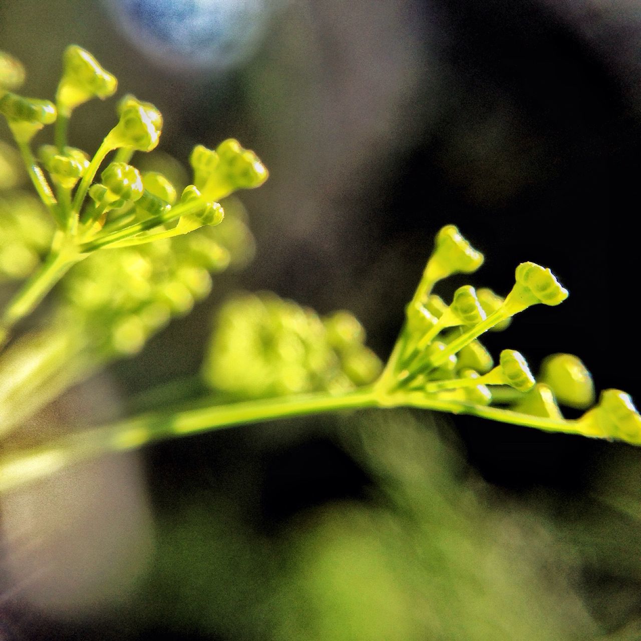 leaf, green color, growth, close-up, focus on foreground, plant, selective focus, nature, beauty in nature, green, freshness, stem, fragility, beginnings, new life, outdoors, leaves, branch, botany, growing