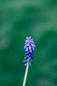 Close-up of purple flowering plant