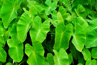 High angle view of green leaves