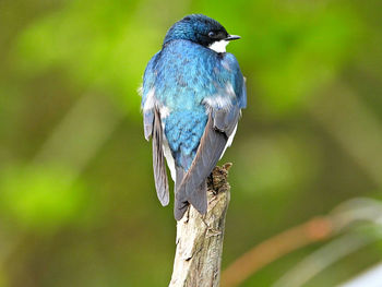 Close-up of a bird perching on branch