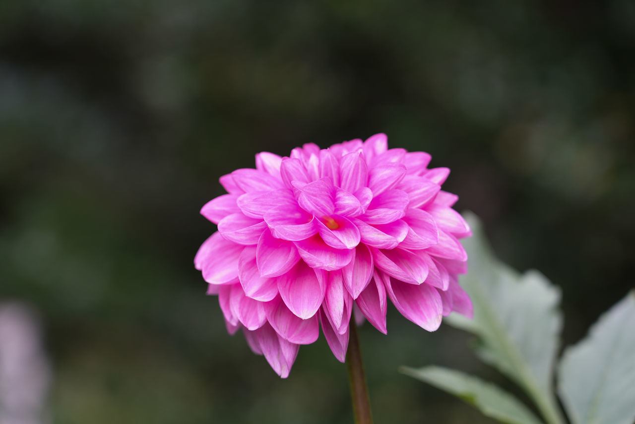 CLOSE-UP OF PINK DAHLIA PLANT