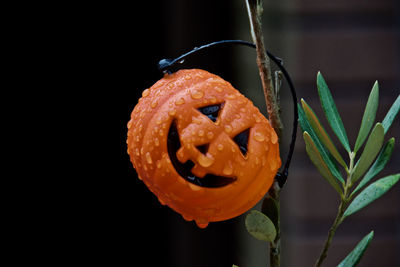 Close-up of orange pumpkin against black background