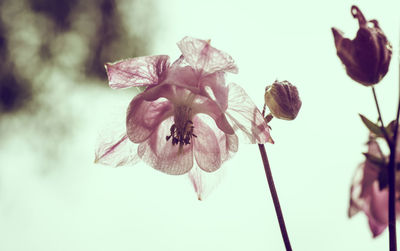 Close-up of wilted flower against sky