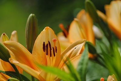 Close-up of day lily blooming outdoors