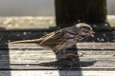 Close-up of bird perching on wood