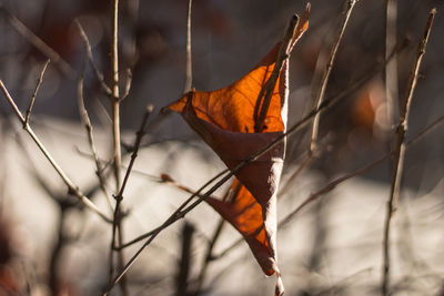 Close-up of dry leaves on plant