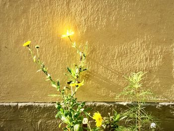 Close-up of illuminated plant against wall