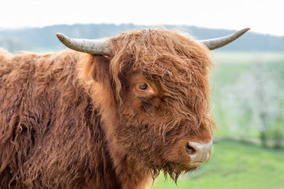 Young brown scottish highland cattle on a pasture