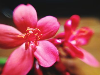 Close-up of pink flower blooming outdoors