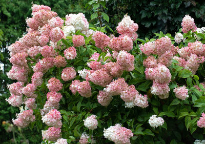 Close-up of pink flowering plants