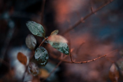 Close-up of berries growing on plant