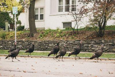 Flock of birds eating tree