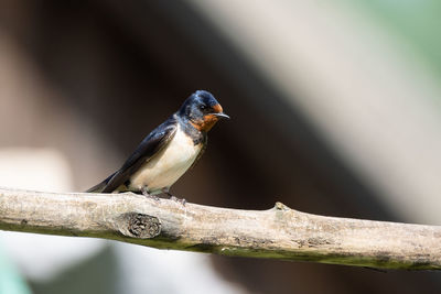 Close-up of bird perching on branch