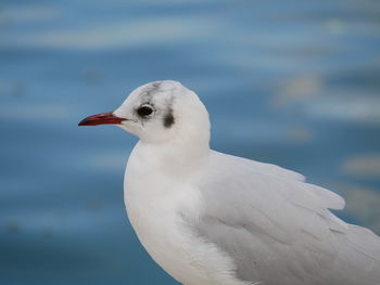 Close-up of seagull on sea shore