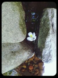 Plant growing on rocks