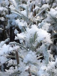 Close-up of frozen plants on field