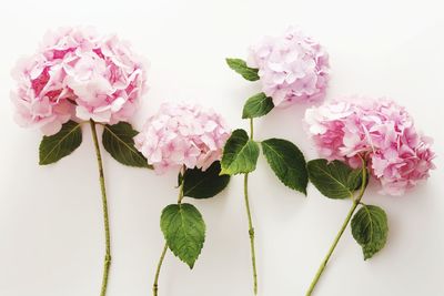 Close-up of pink roses against white background