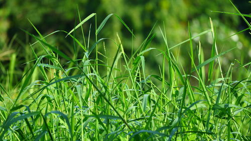 Close-up of fresh green grass in field