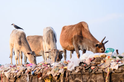 Herd of cows against the sky