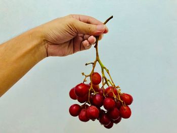 Midsection of person holding red berries
