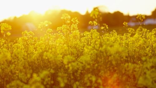 Close-up of yellow flowers growing in field